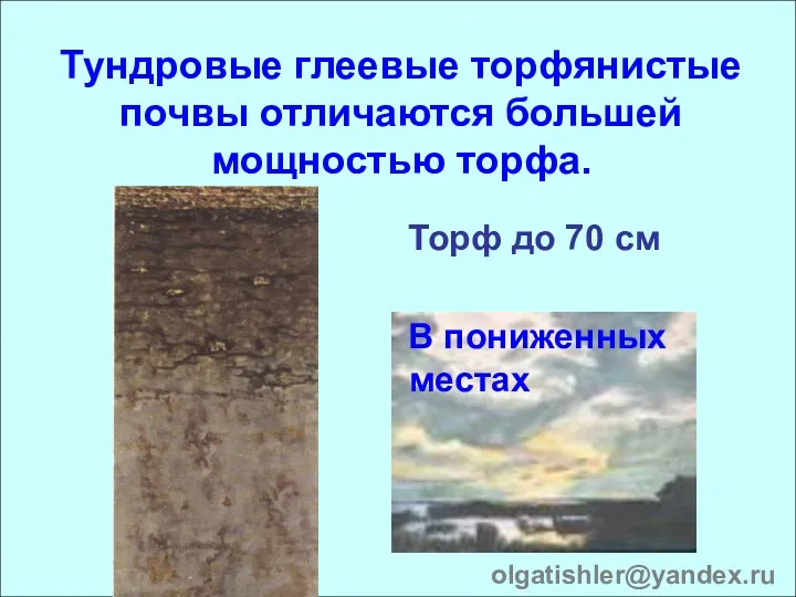 Тундровые глеевые торфянистые почвы отличаются большей мощностью торфа. Торф до 70 см В пониженных местах olgatishler@yandex.ru