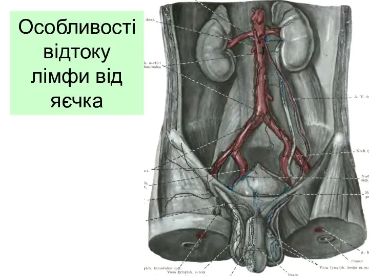 Особливості відтоку лімфи від яєчка