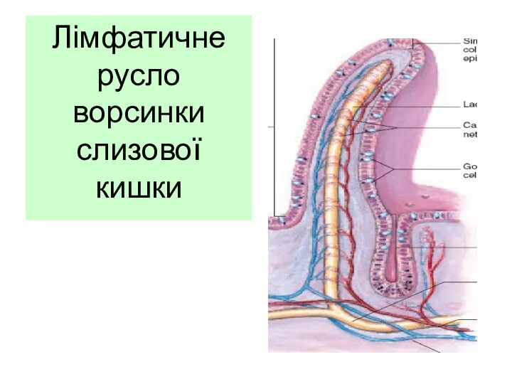 Лімфатичне русло ворсинки слизової кишки