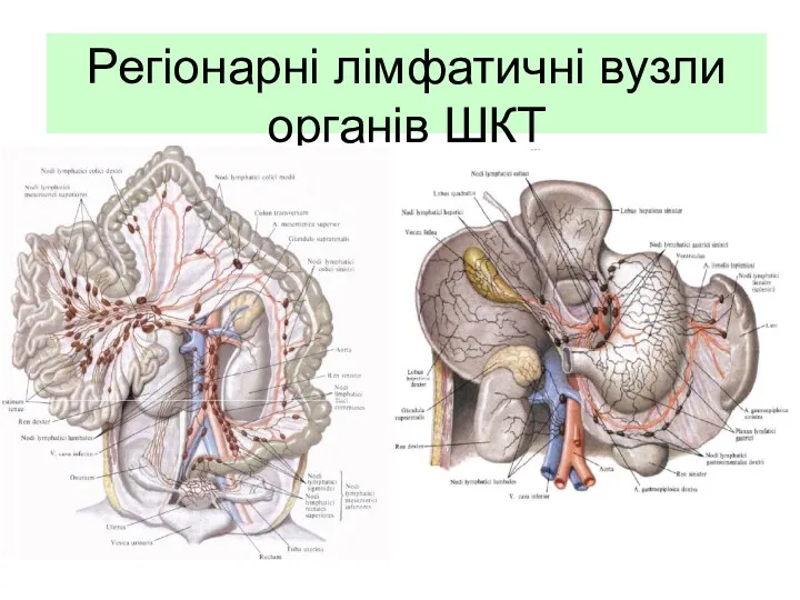 Регіонарні лімфатичні вузли органів ШКТ