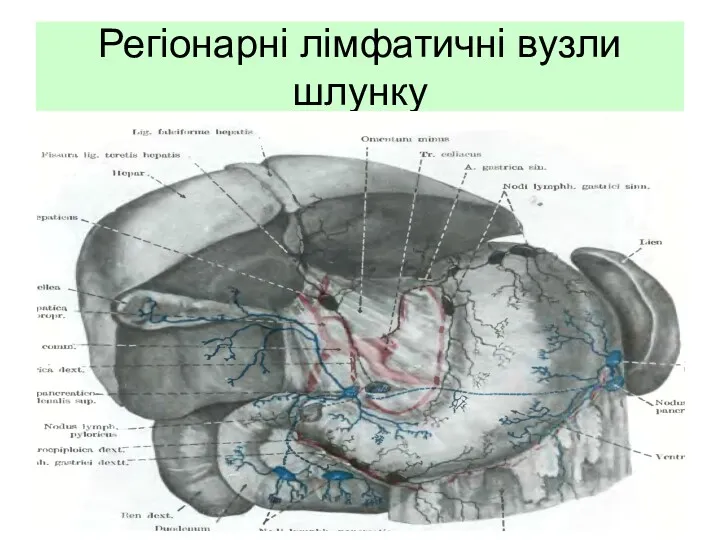 Регіонарні лімфатичні вузли шлунку