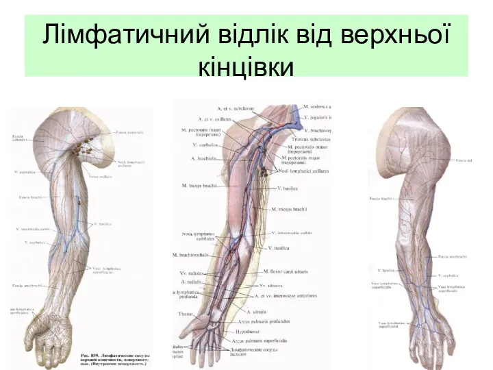 Лімфатичний відлік від верхньої кінцівки