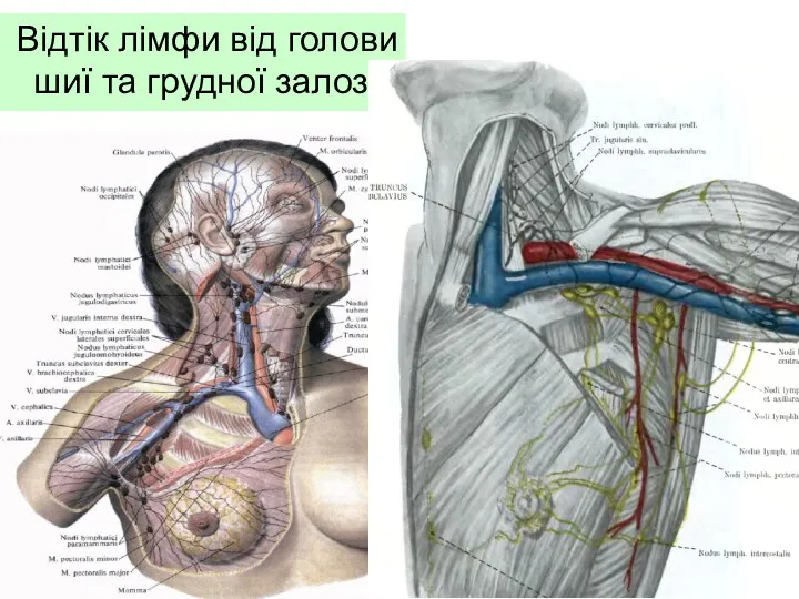 Відтік лімфи від голови шиї та грудної залози.