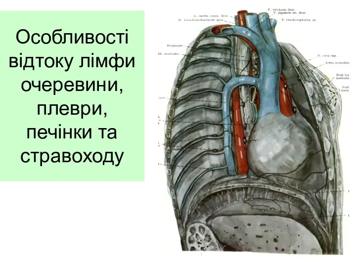 Особливості відтоку лімфи очеревини, плеври, печінки та стравоходу