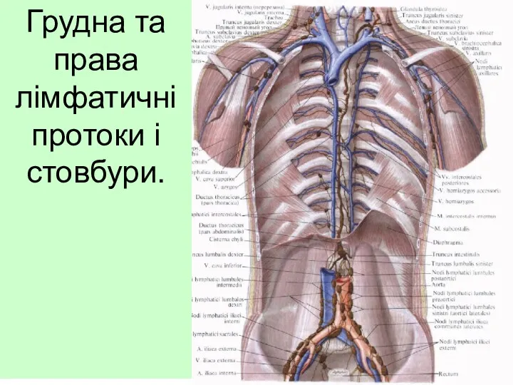 Грудна та права лімфатичні протоки і стовбури.