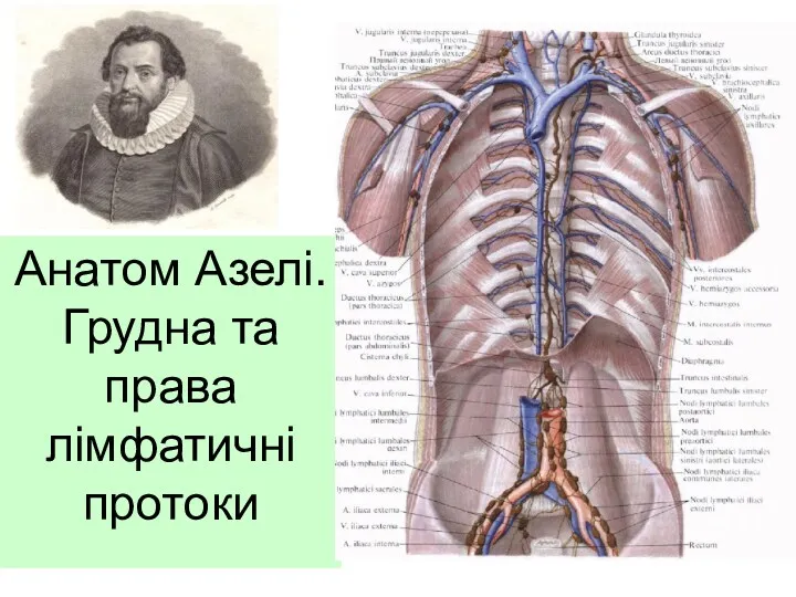 Анатом Азелі. Грудна та права лімфатичні протоки