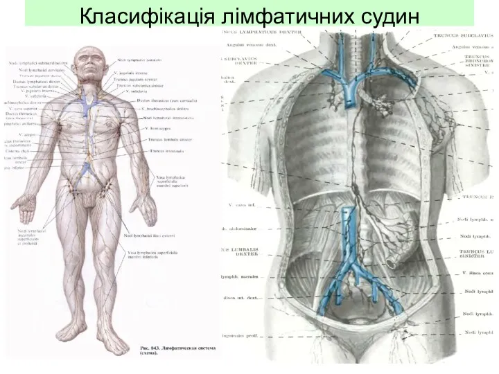 Класифікація лімфатичних судин