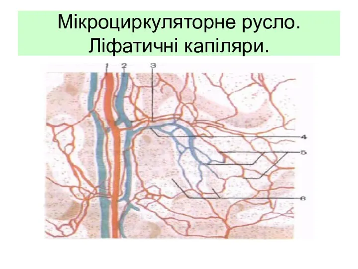 Мікроциркуляторне русло. Ліфатичні капіляри.