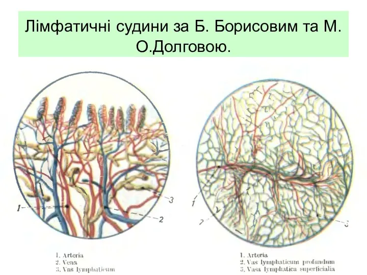 Лімфатичні судини за Б. Борисовим та М.О.Долговою.