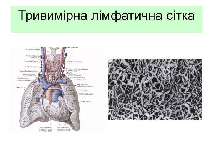 Тривимірна лімфатична сітка