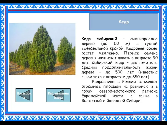 Кедр Кедр сибирский – сильнорослое дерево (до 50 м) с