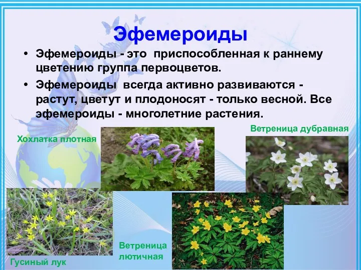 Эфемероиды Эфемероиды - это приспособленная к раннему цветению группа первоцветов. Эфемероиды всегда активно