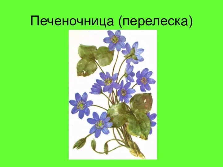 Печеночница (перелеска)