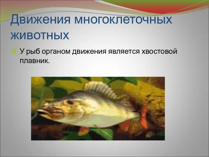 Движения многоклеточных животных У рыб органом движения является хвостовой плавник.