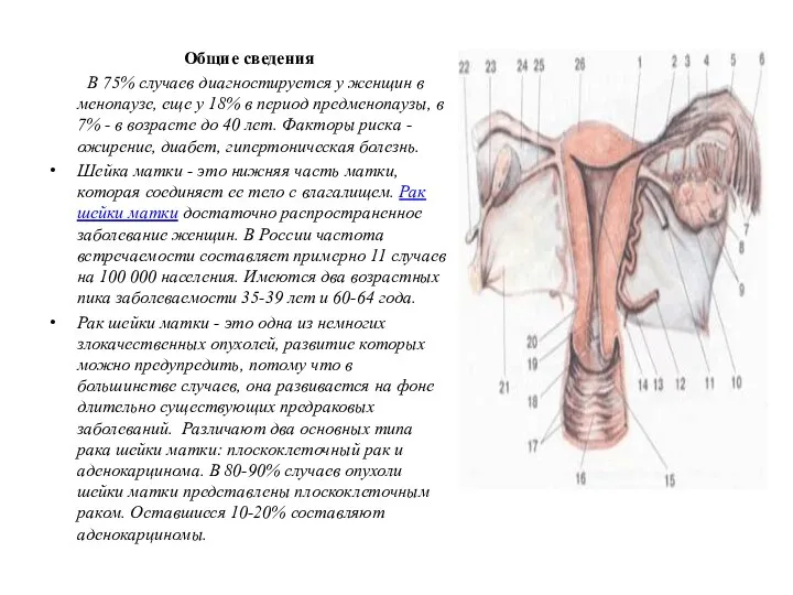 Общие сведения В 75% случаев диагностируется у женщин в менопаузе,