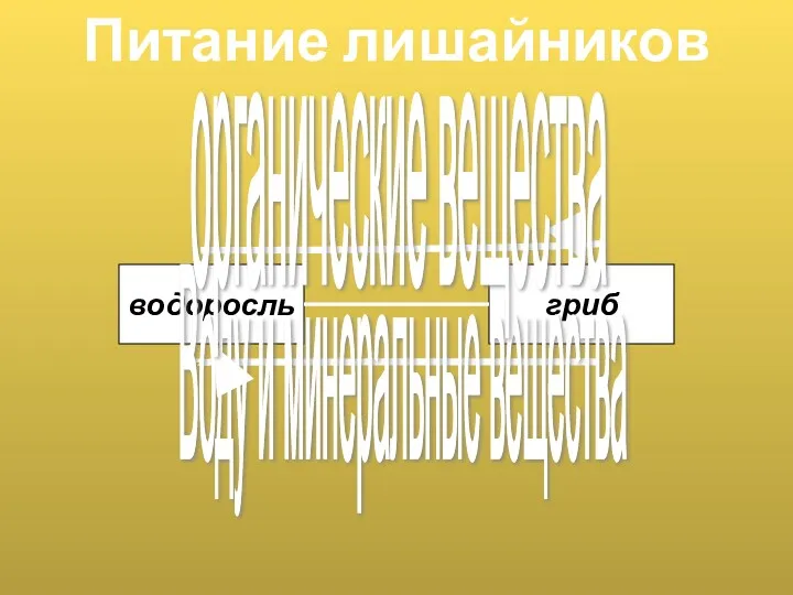 Питание лишайников водоросль гриб Воду и минеральные вещества органические вещества