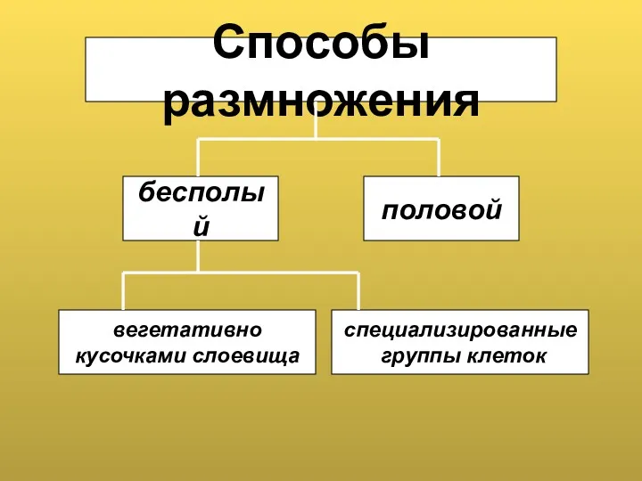 Способы размножения вегетативно кусочками слоевища бесполый половой специализированные группы клеток