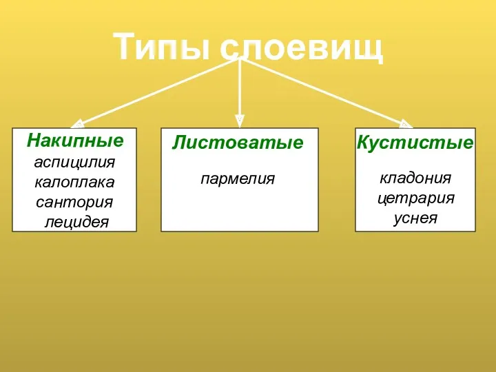 Типы слоевищ Накипные аспицилия калоплака сантория лецидея Листоватые пармелия Кустистые кладония цетрария уснея