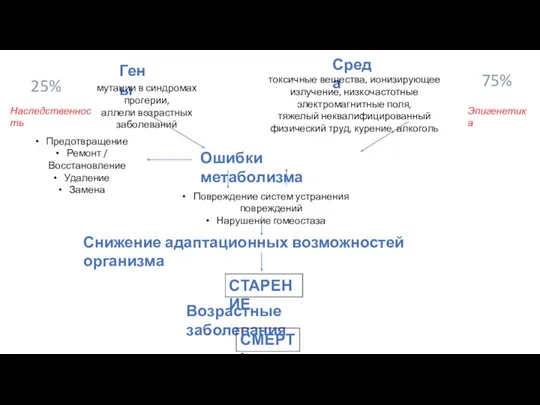 25% 75% Наследственность Эпигенетика Гены Среда мутации в синдромах прогерии,