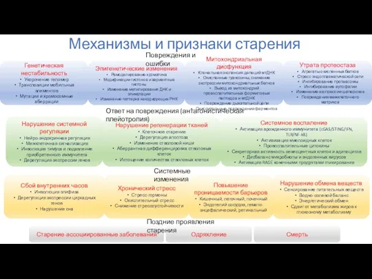 Эпигенетические изменения Ремоделирование хроматина Модификации гистонов и вариантные гистоны Изменение