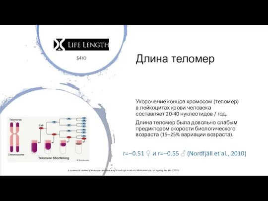 Длина теломер Укорочение концов хромосом (теломер) в лейкоцитах крови человека