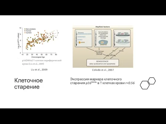 Клеточное старение Экспрессия маркера клеточного старения p16INK4a в T клетках