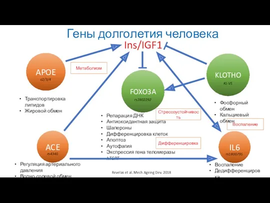 Revelas et al. Mech Ageing Dev. 2018 Транспортировка липидов Жировой