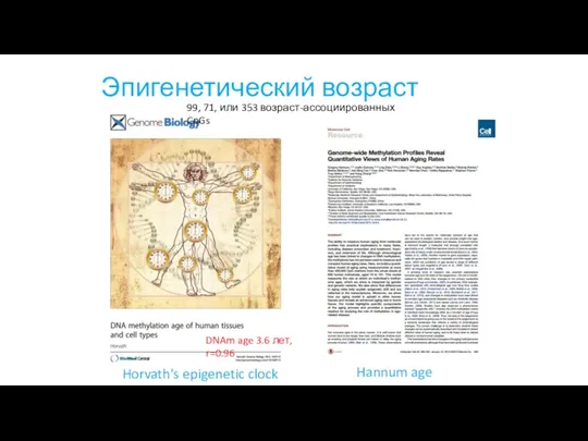 Эпигенетический возраст Hannum age Horvath's epigenetic clock DNAm age 3.6