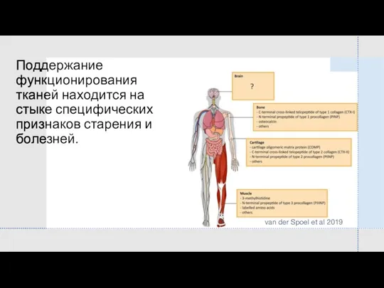 Поддержание функционирования тканей находится на стыке специфических признаков старения и