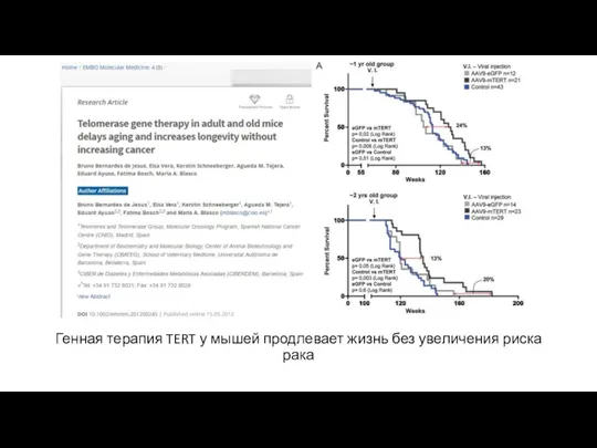 Генная терапия TERT у мышей продлевает жизнь без увеличения риска рака