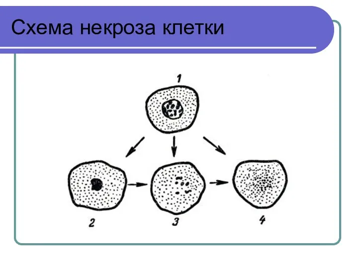 Схема некроза клетки