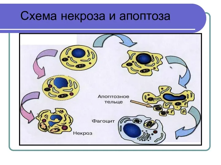 Схема некроза и апоптоза