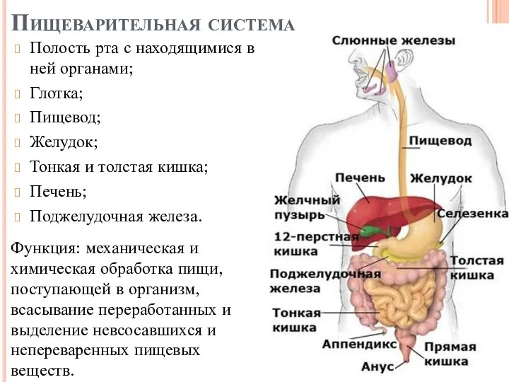 Пищеварительная система Полость рта с находящимися в ней органами; Глотка; Пищевод; Желудок; Тонкая