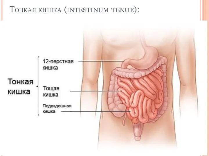 Тонкая кишка (intestinum tenue):