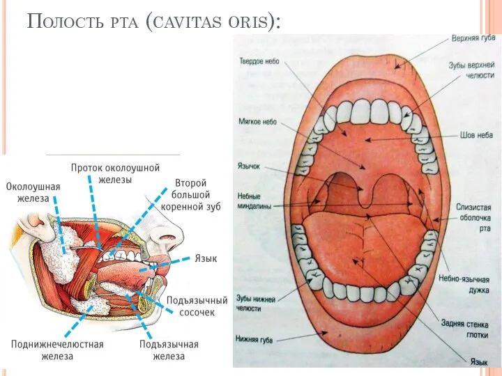 Полость рта (cavitas oris):