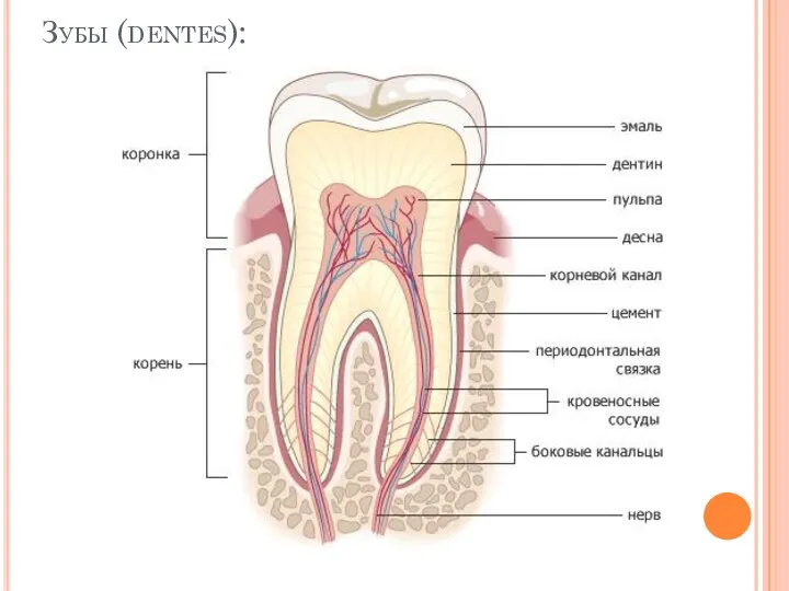 Зубы (dentes):