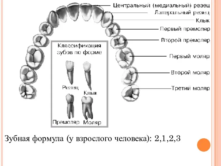 Зубная формула (у взрослого человека): 2,1,2,3