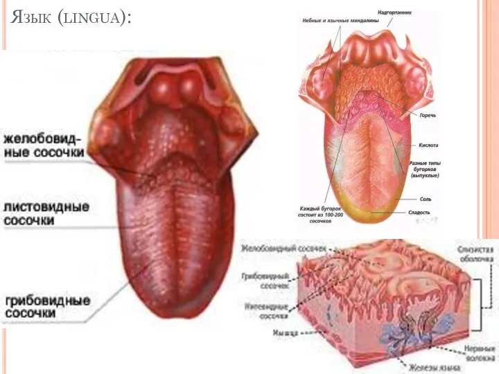 Язык (lingua):