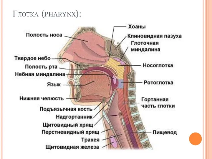 Глотка (pharynx):