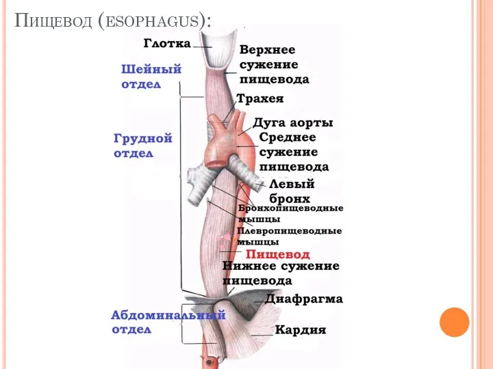 Пищевод (esophagus):