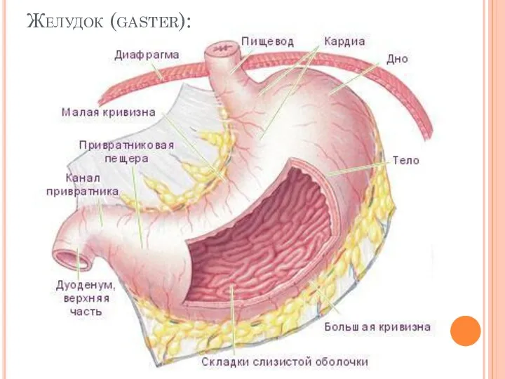 Желудок (gaster):