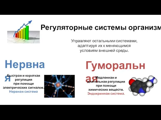 Регуляторные системы организма Управляют остальными системами, адаптируя их к меняющимся условиям внешней среды.