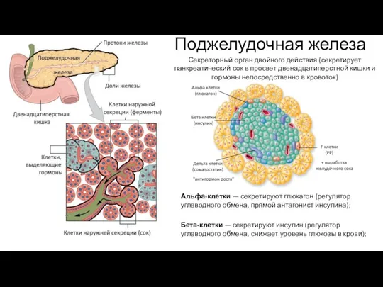 Поджелудочная железа Альфа-клетки — секретируют глюкагон (регулятор углеводного обмена, прямой антагонист инсулина); Бета-клетки