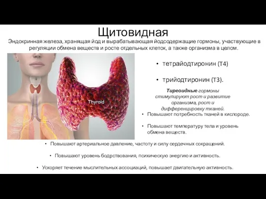 Щитовидная Эндокринная железа, хранящая йод и вырабатывающая йодсодержащие гормоны, участвующие в регуляции обмена