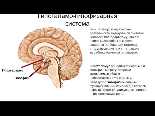 Гипоталамо-гипофизарная система Гипоталамус контролирует деятельность эндокринной системы человека благодаря тому, что его нейроны