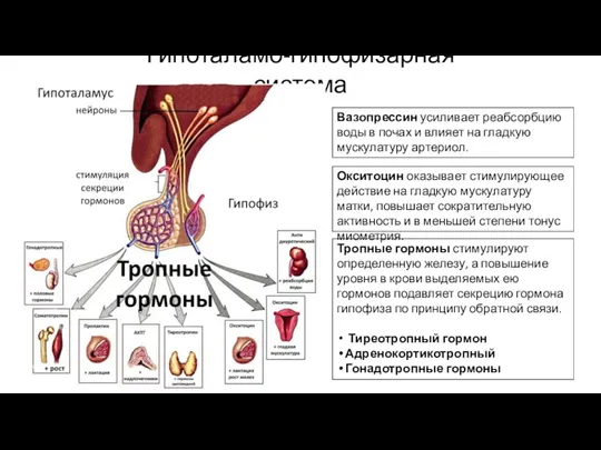 Гипоталамо-гипофизарная система Тропные гормоны стимулируют определенную железу, а повышение уровня в крови выделяемых