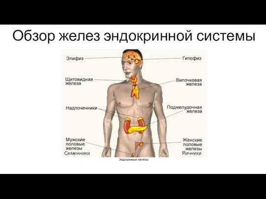 Обзор желез эндокринной системы Семенники Яичники