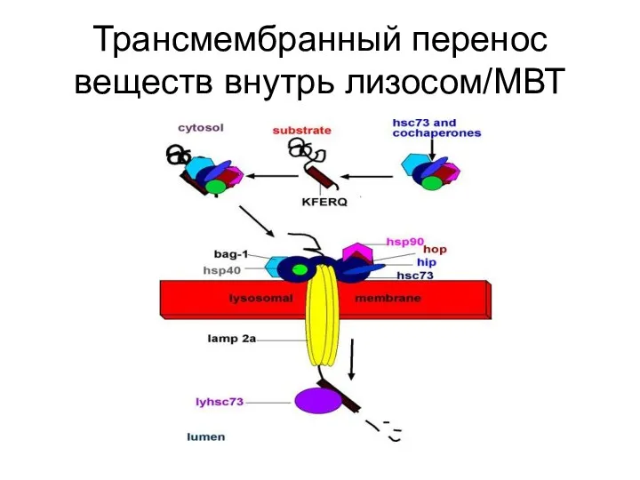 Трансмембранный перенос веществ внутрь лизосом/МВТ