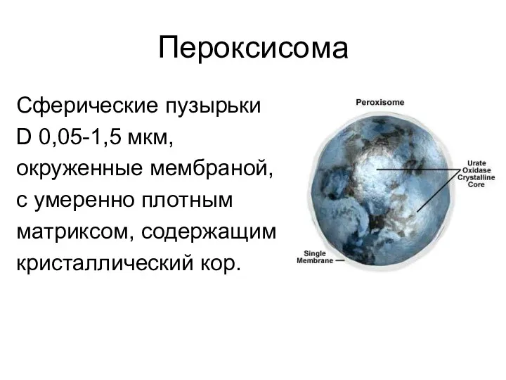 Пероксисома Сферические пузырьки D 0,05-1,5 мкм, окруженные мембраной, с умеренно плотным матриксом, содержащим кристаллический кор.