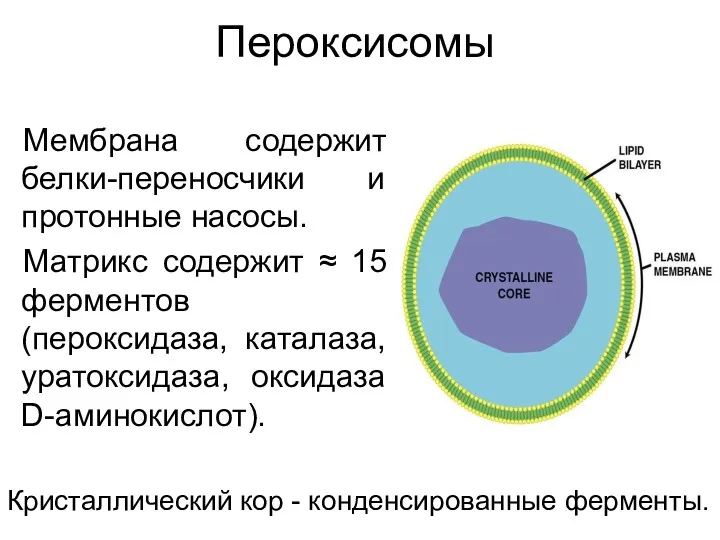 Пероксисомы Мембрана содержит белки-переносчики и протонные насосы. Матрикс содержит ≈